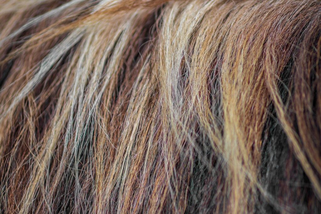 horse, mane, nature