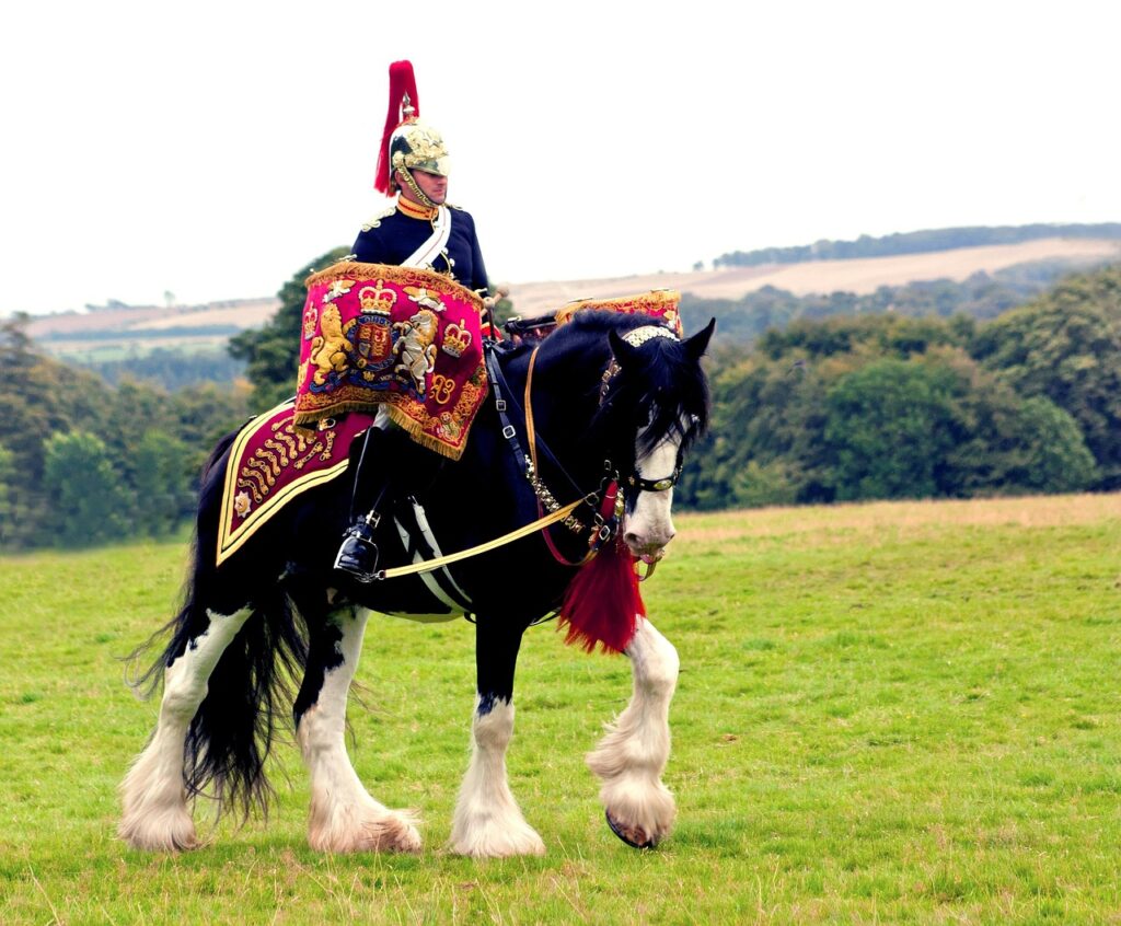 army, military, soldier, queen, horse, brigade, blues, royals, heavy, uniform, force, british, english, green, grass, display, music, lead, drum-horse, helmet, sash, hooves