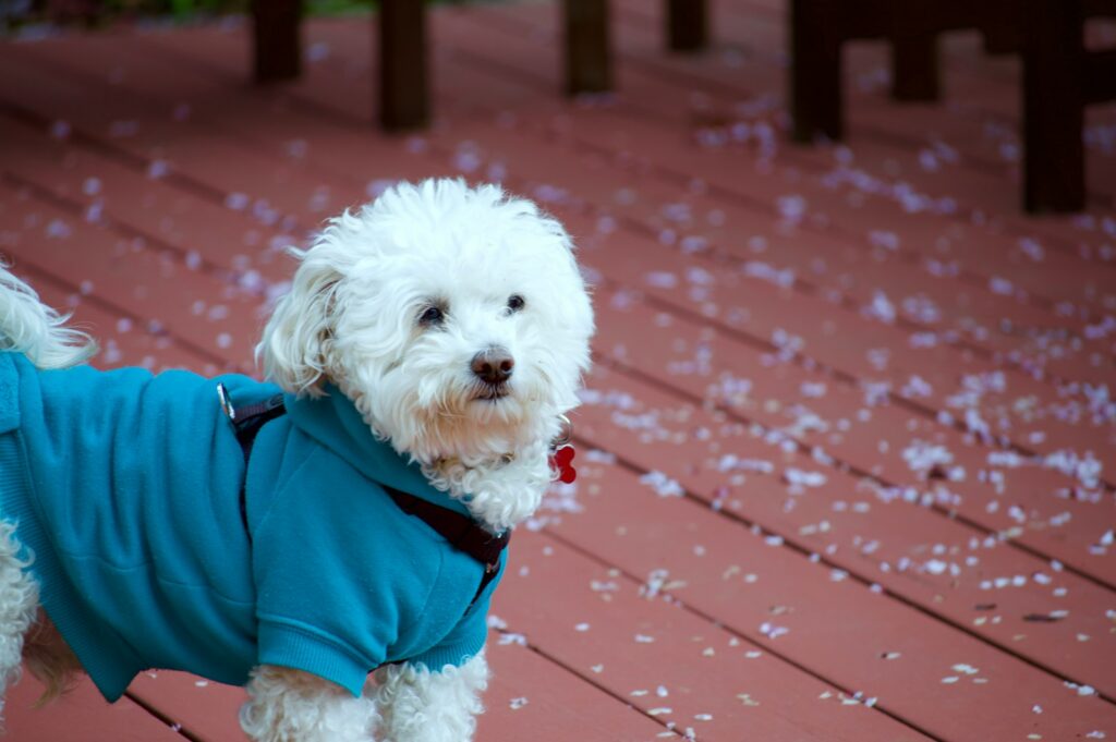 long-coated white dog wearing blue apparel standing on floor