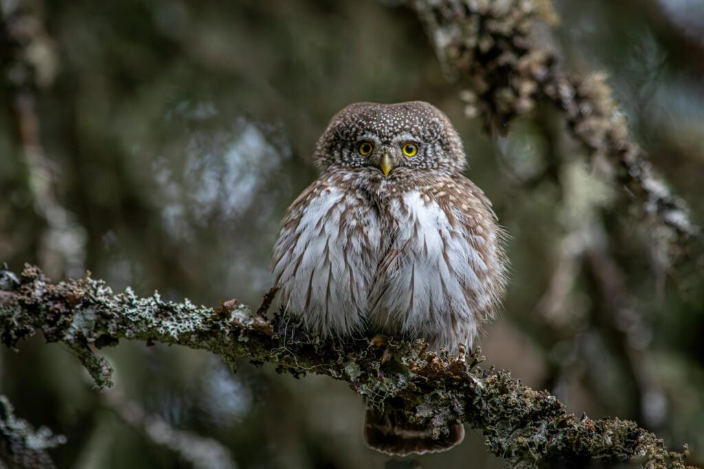 Close-up of an Eurasian Pygmy Owl perched in a forest, showcasing its striking plumage.
