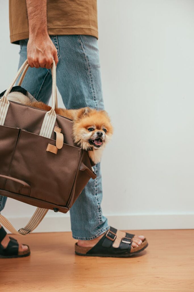 A cute Pomeranian peeks out of a shoulder bag while a person walks indoors.