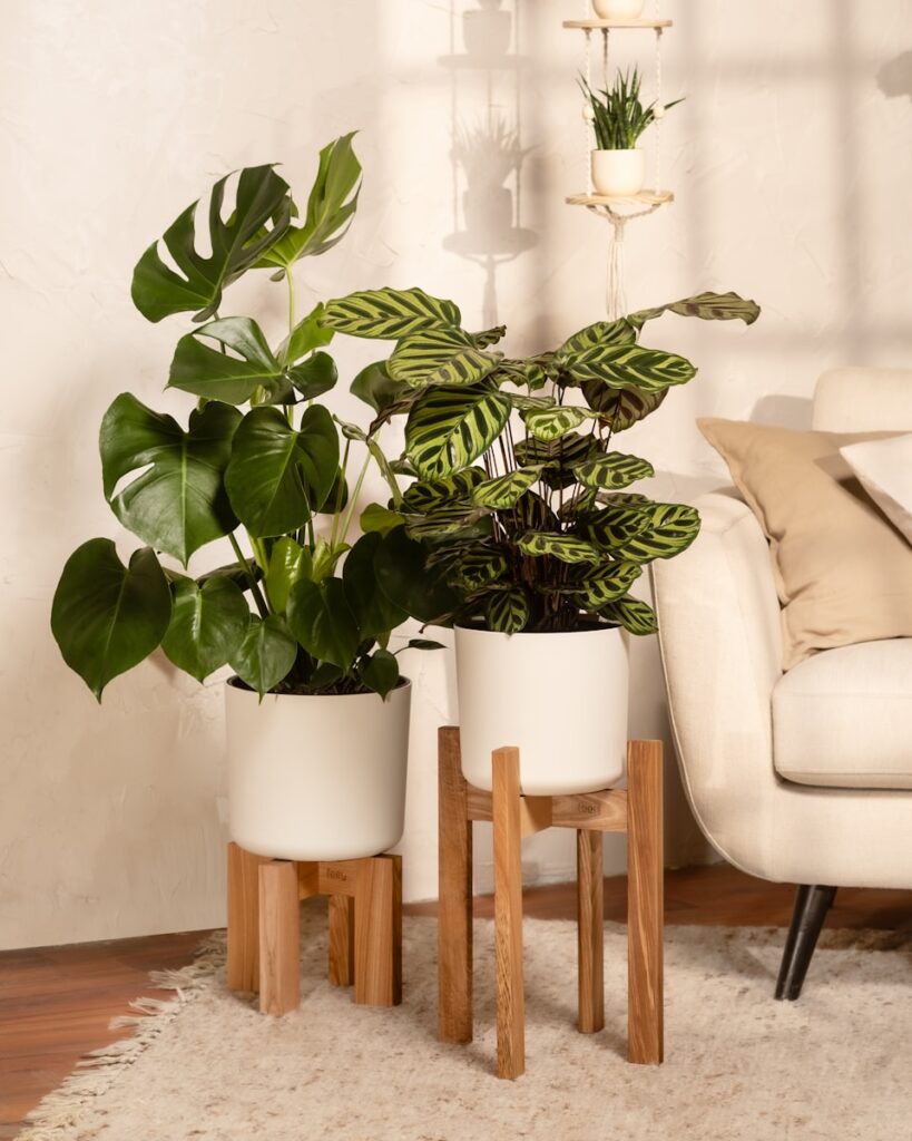 A living room with a white couch and three potted plants