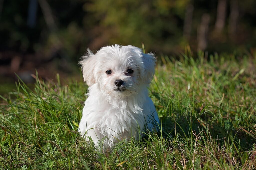 maltese, dog, puppy, small dog, white dog, young, pet, animal, young dog, domestic dog, nature, canine, mammal, cute, adorable, meadow, outdoors, portrait, animal portrait