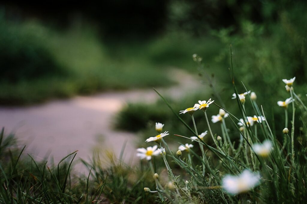 flowers, daisies, flower background, wildflowers, flower wallpaper, meadow, path, trail, beautiful flowers, grass, nature