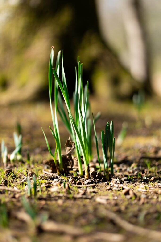 a close up of some grass growing in the dirt