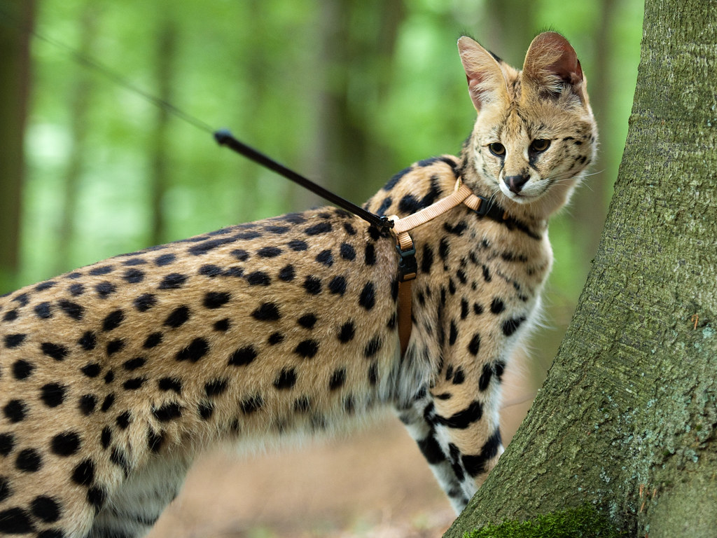 African Serval Cats