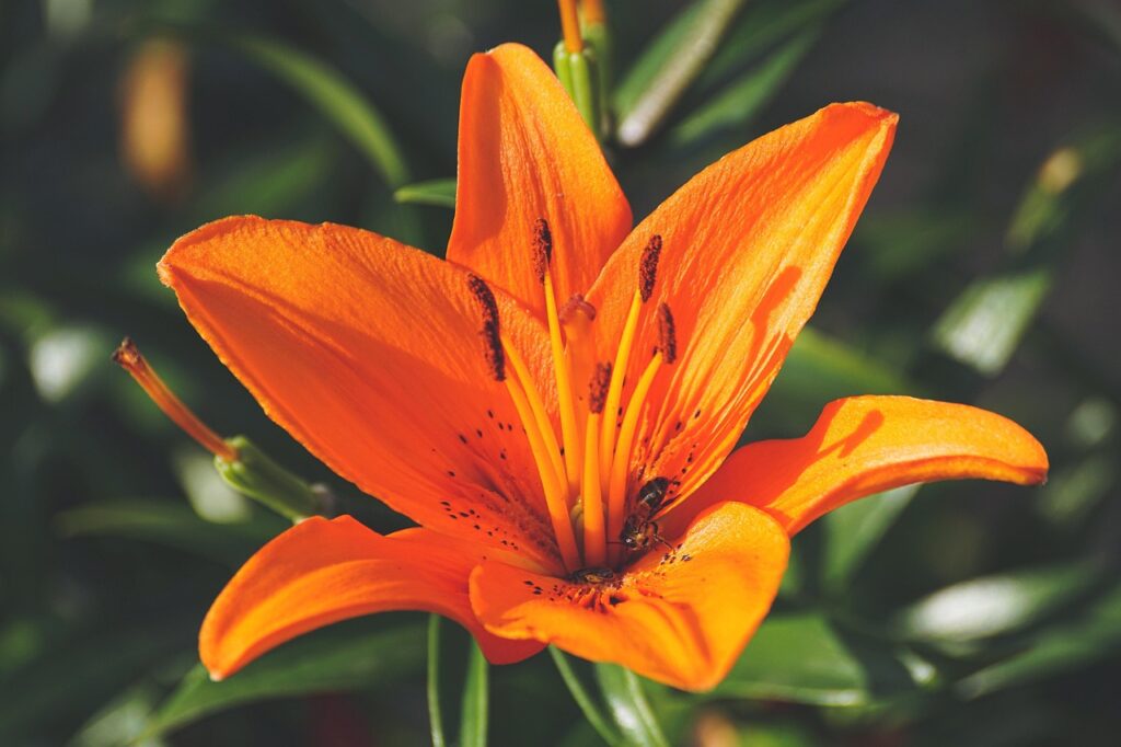 lily, flower wallpaper, flower, beautiful flowers, orange lily, stamen, petals, flower background, orange petals, pistil, bloom, blossom, flora, plant, close up, nature
