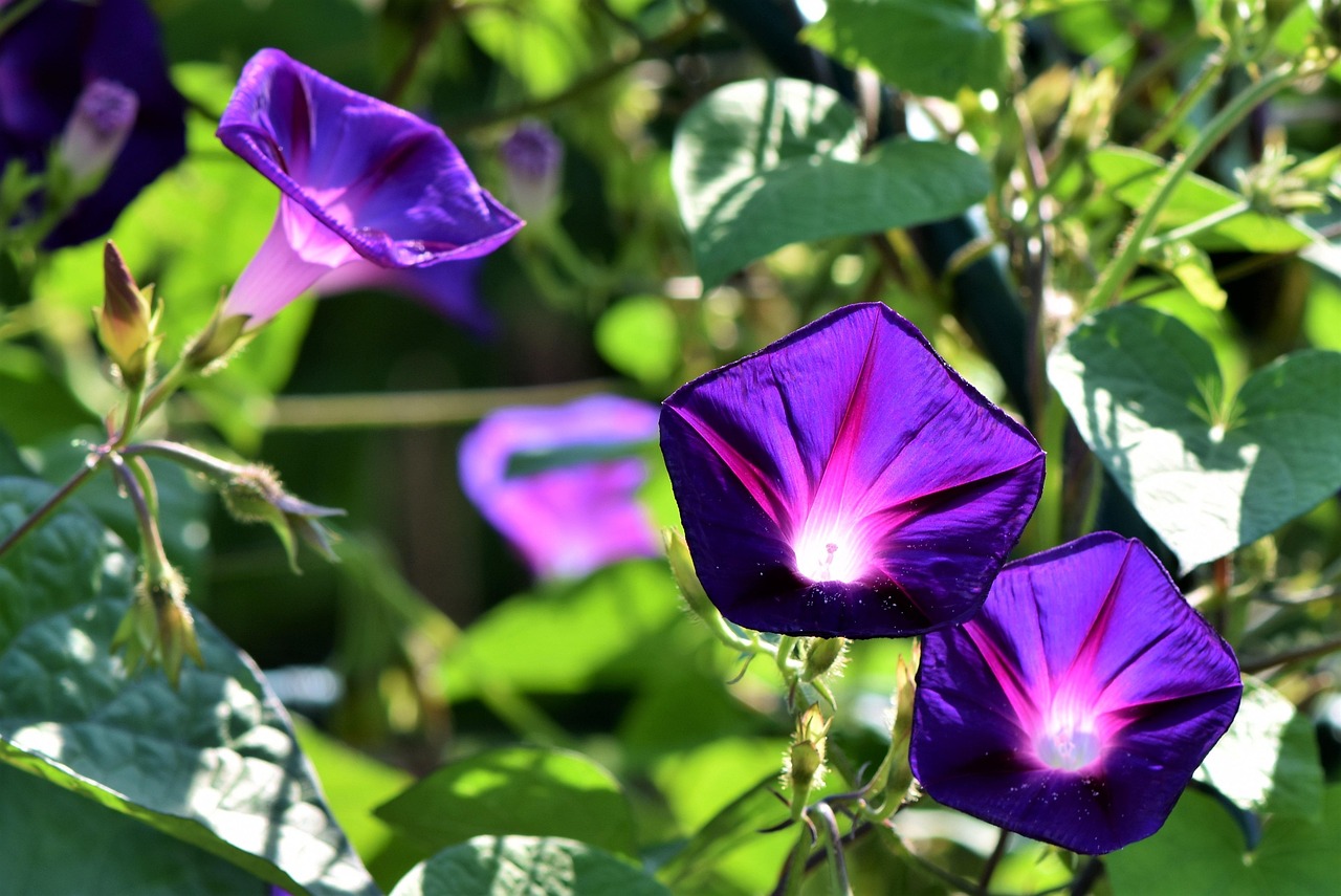 morning glories, flowers, violet flowers, flower background, leaves, beautiful flowers, petals, violet petals, bloom, blossom, flora, flower wallpaper, nature
