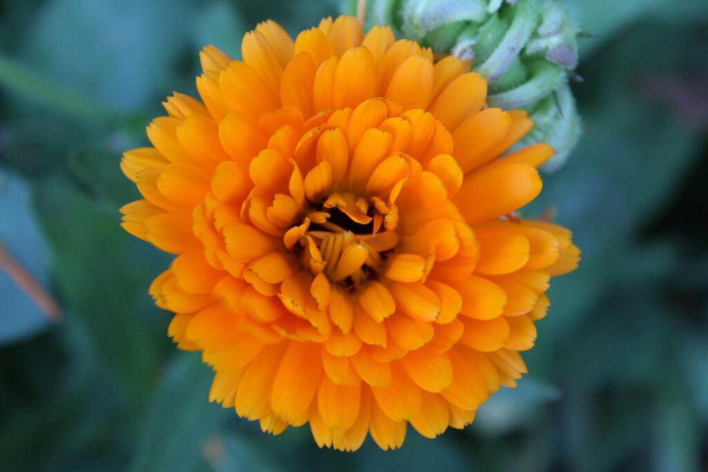 blossom, bloom, marigold, nature, yellow, garden marigold, plant
