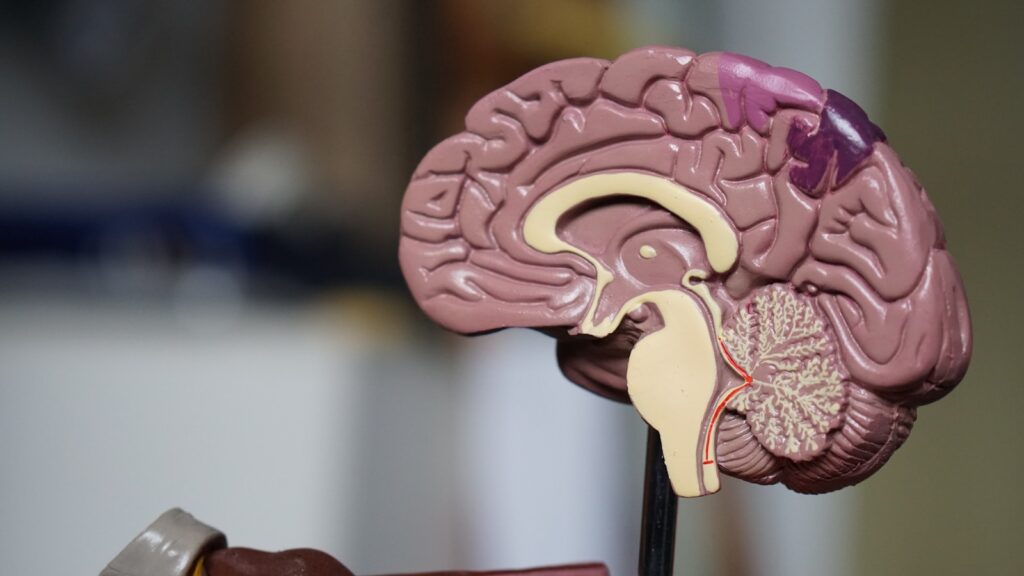 Unveiling the Command Center: An In-Depth Exploration of the Human Brain’s Intricate Structure and Vital Components