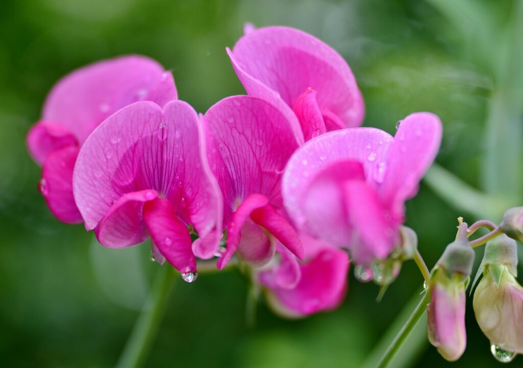 sweet pea, lathyrus, plant, flora, flower wallpaper, flower background, flowers, pink, beautiful flowers, summer, nature