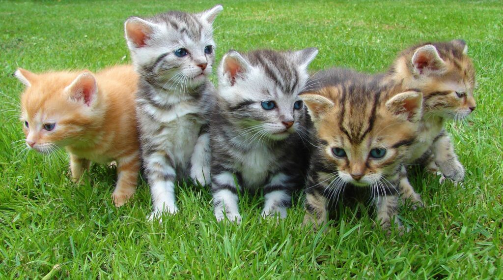 These 15 Animal Photos Are Literally Worth More Than A Thousand Words (And Will Seriously Inspire You)