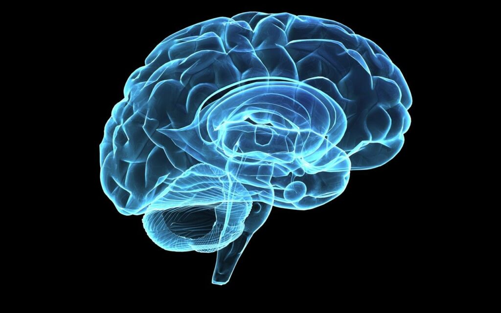 brain function
