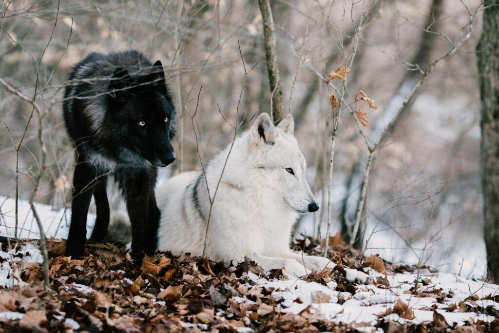Two wolves, one black and one white, in a snowy forest environment.