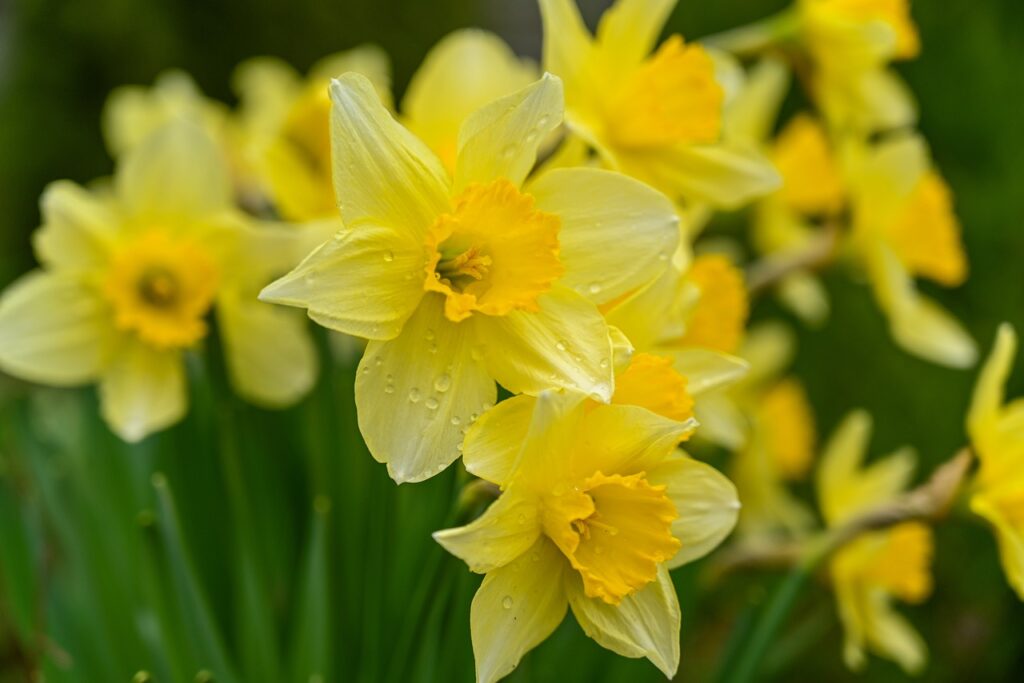 wild daffodils, flower background, flower wallpaper, daffodils, yellow daffodils, narcissus pseudonarcissus, spring, flowers, garden, beautiful flowers, nature