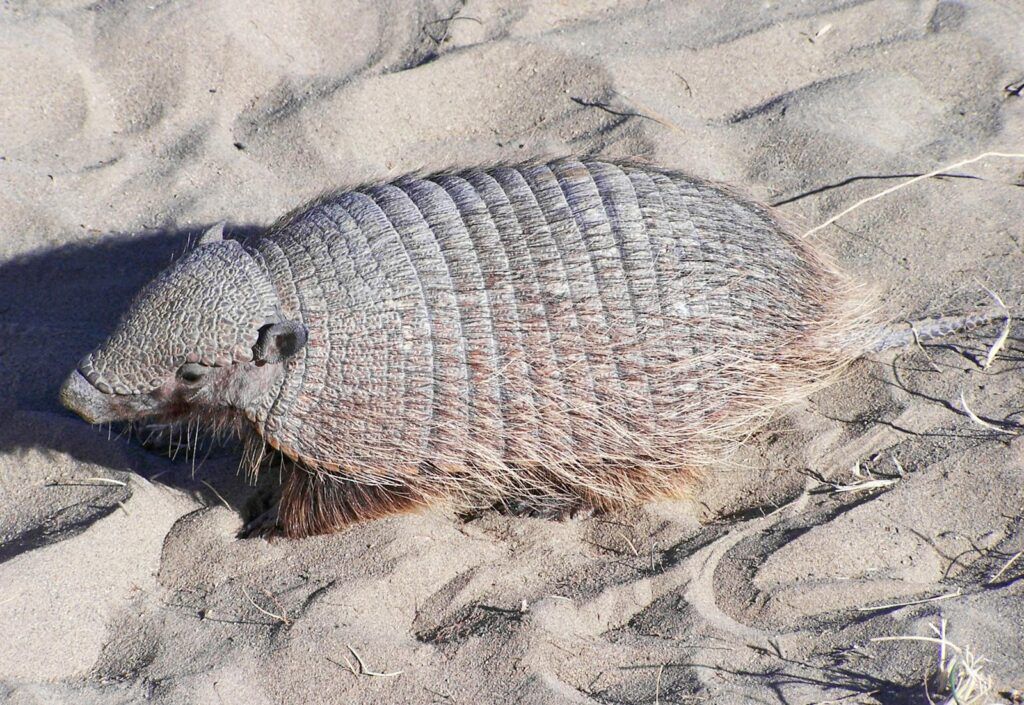 Armadillos: Armored Survivors with Astonishing Adaptations and Secrets