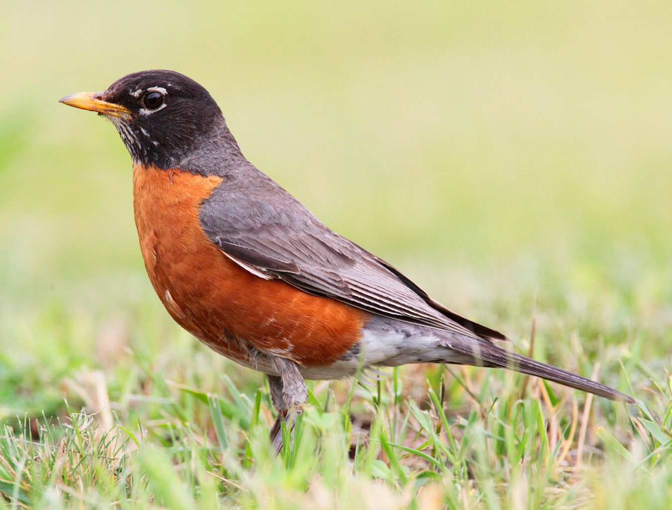 The Enduring Saga of the American Robin: An In-Depth Look at North America’s Most Prolific Songbird