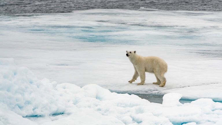 There are now giant pigs as heavy as polar bears.