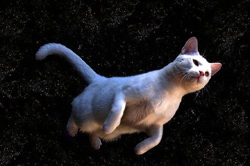 Astronaut Cat