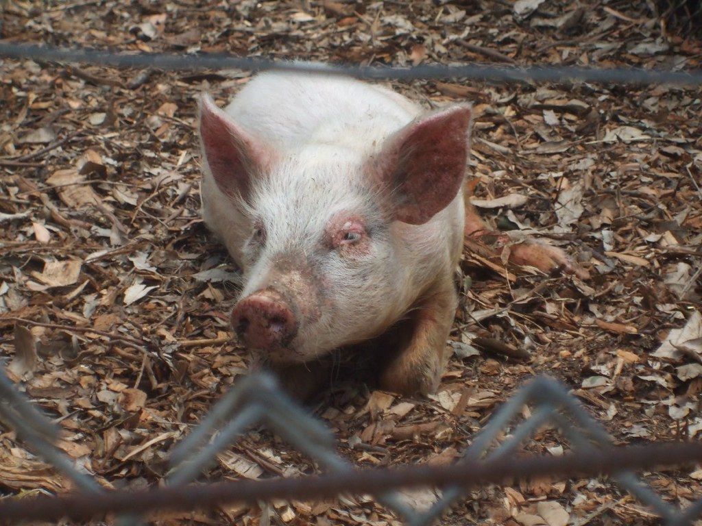 Aww... Pig...