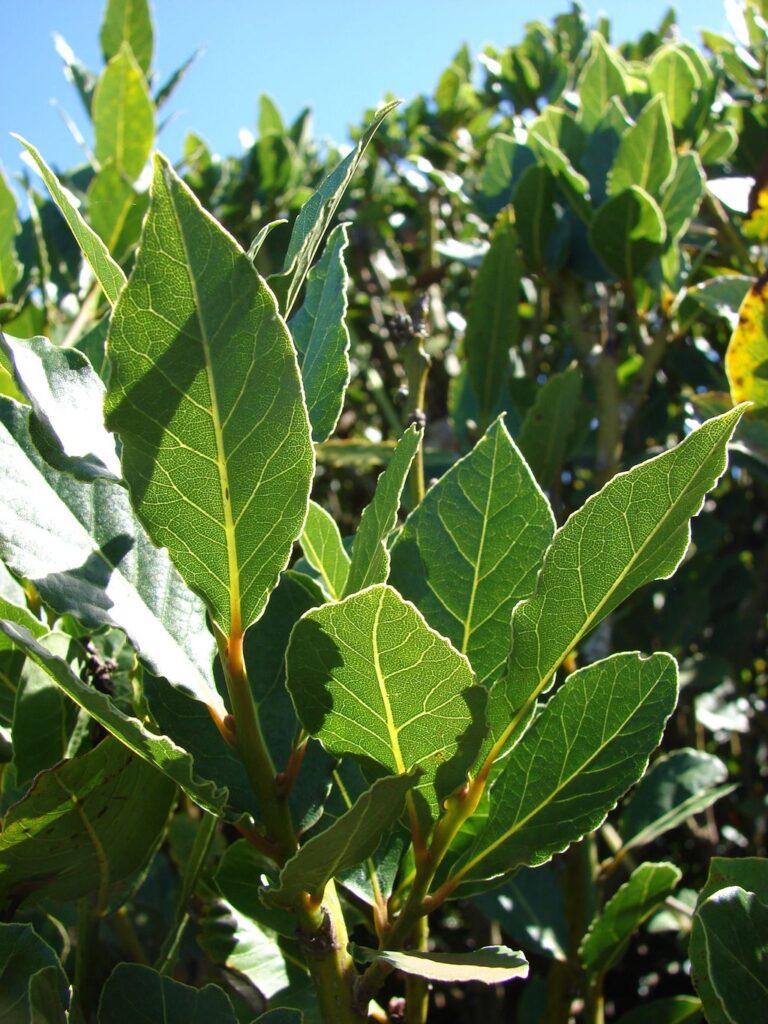 Bay Laurel (Bay Leaf Plant)