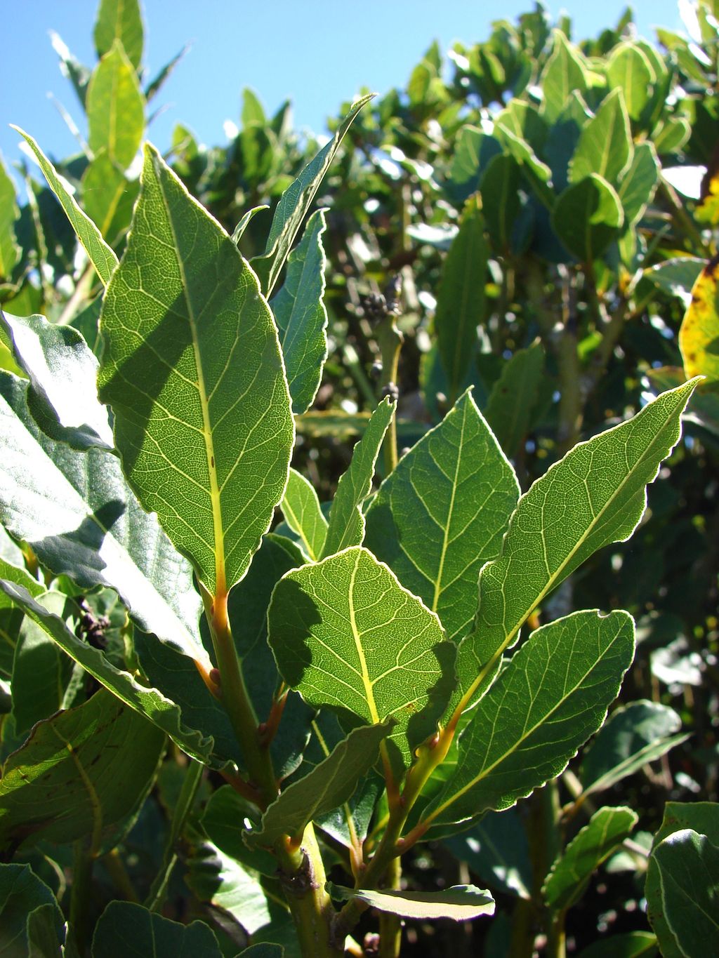 Bay Laurel (Bay Leaf Plant)