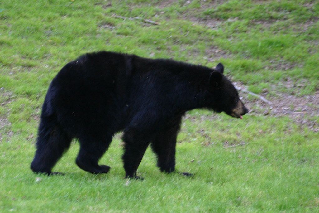 New Jersey bear behavior