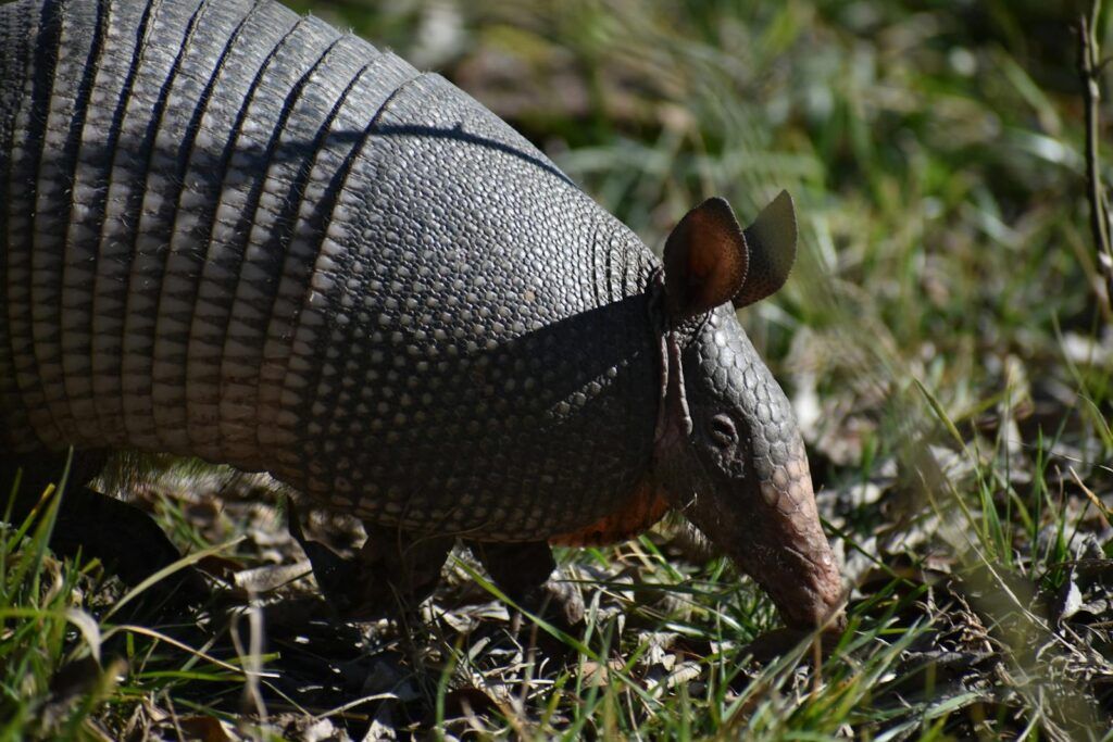 Brown Armadillos on Green Grass