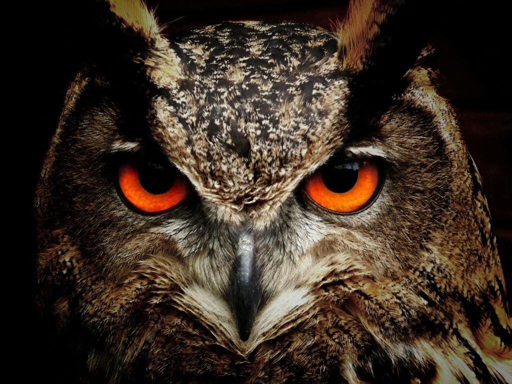 Owl Pellets Explained: Nature’s Time Capsules of Diet, Bones, and Ecosystems