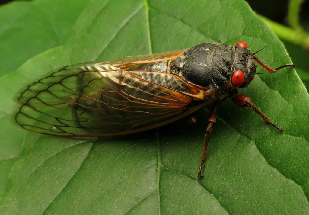 Cicada Awakening (Cicadas and Mushrooms)