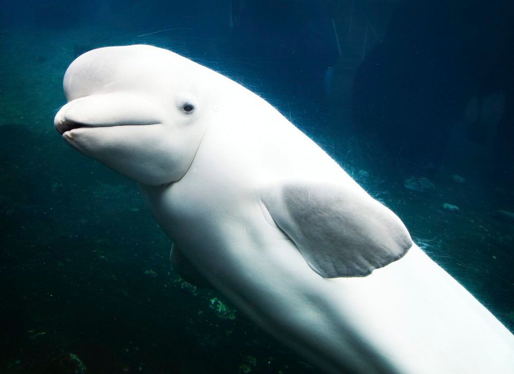 Pathfinders (Beluga Whales)