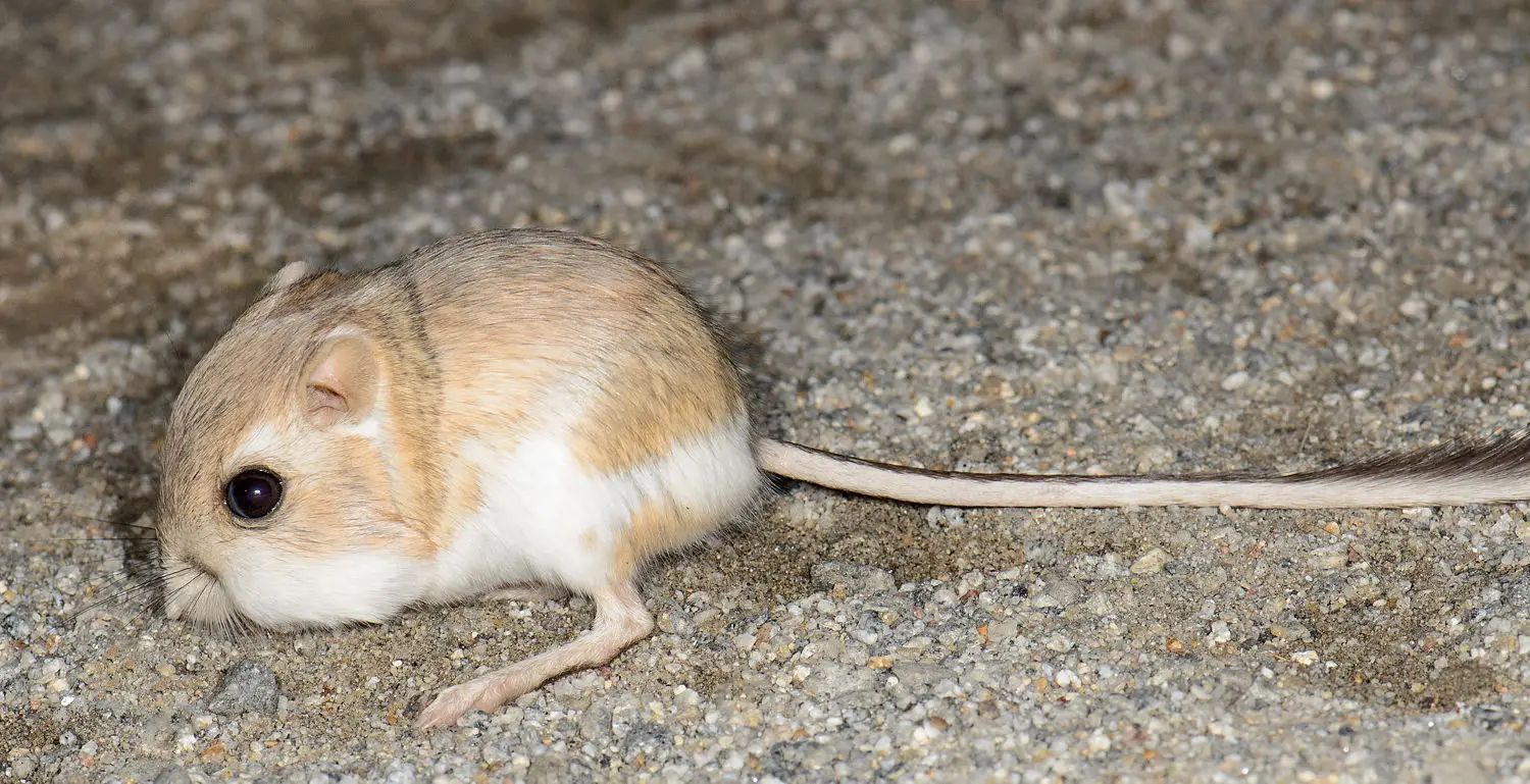 The kangaroo mouse never needs to drink water.