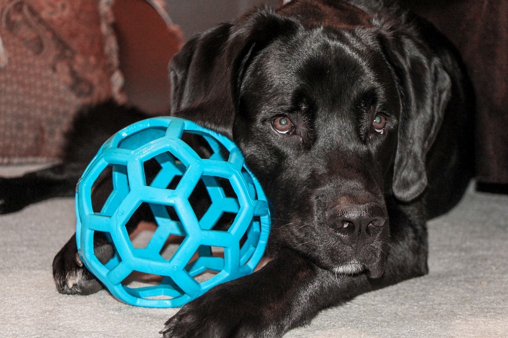 Dog's Squeaky Toy Fascination