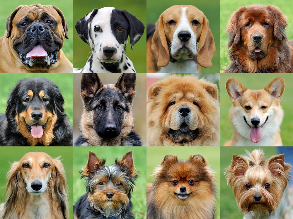 Beyond the Bark: Exploring the World’s Most Regulated Dog Breeds