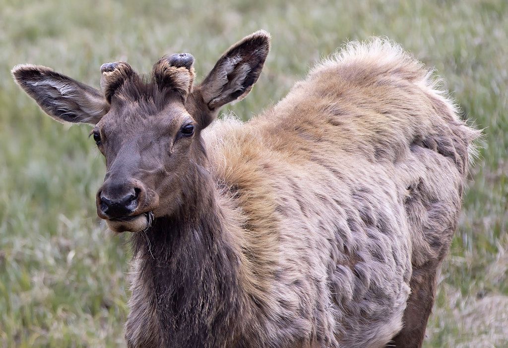 Yellowstone National Park wildlife