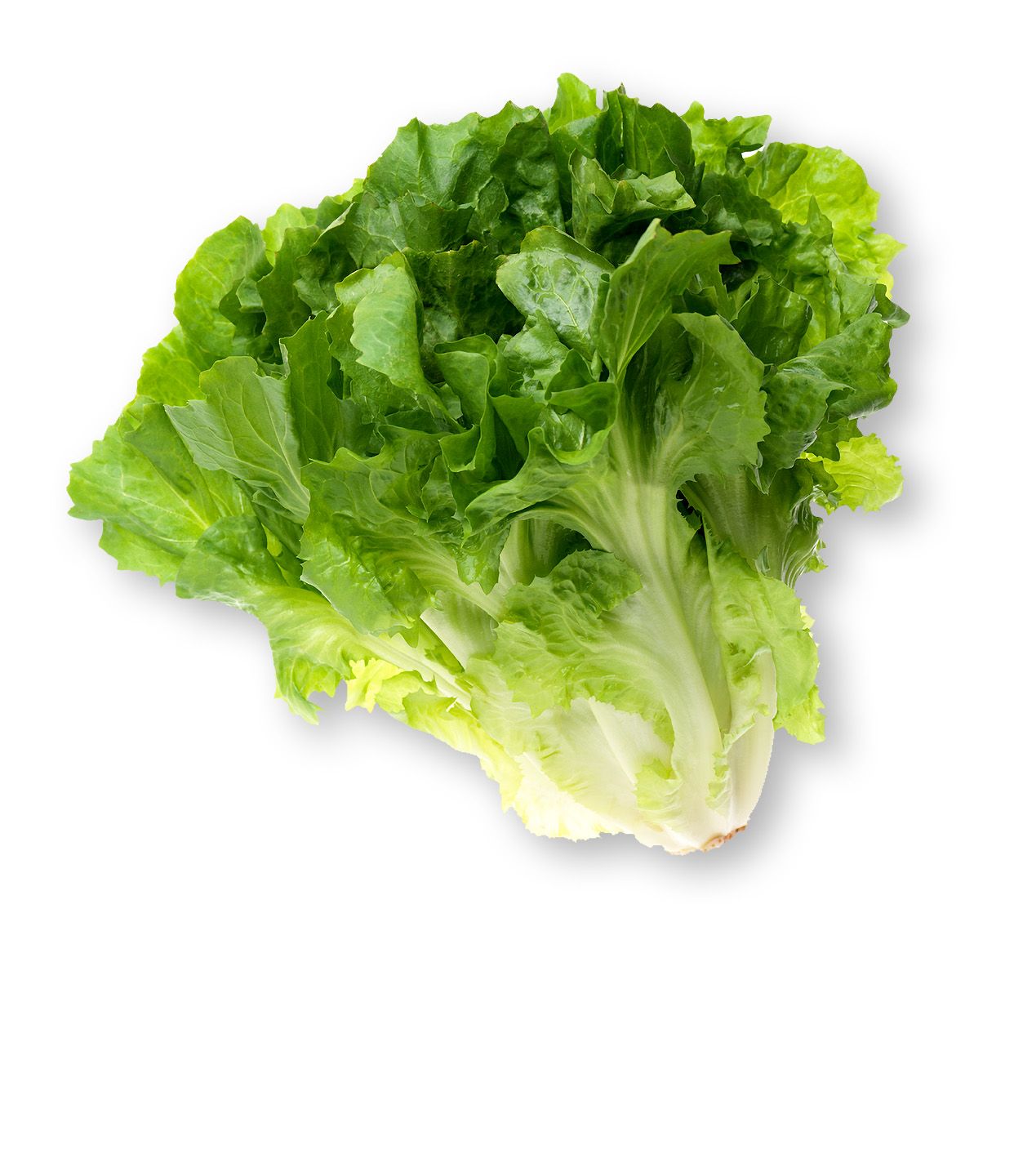 Escarole