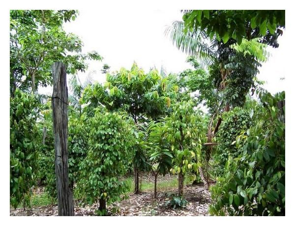 agroforestry system