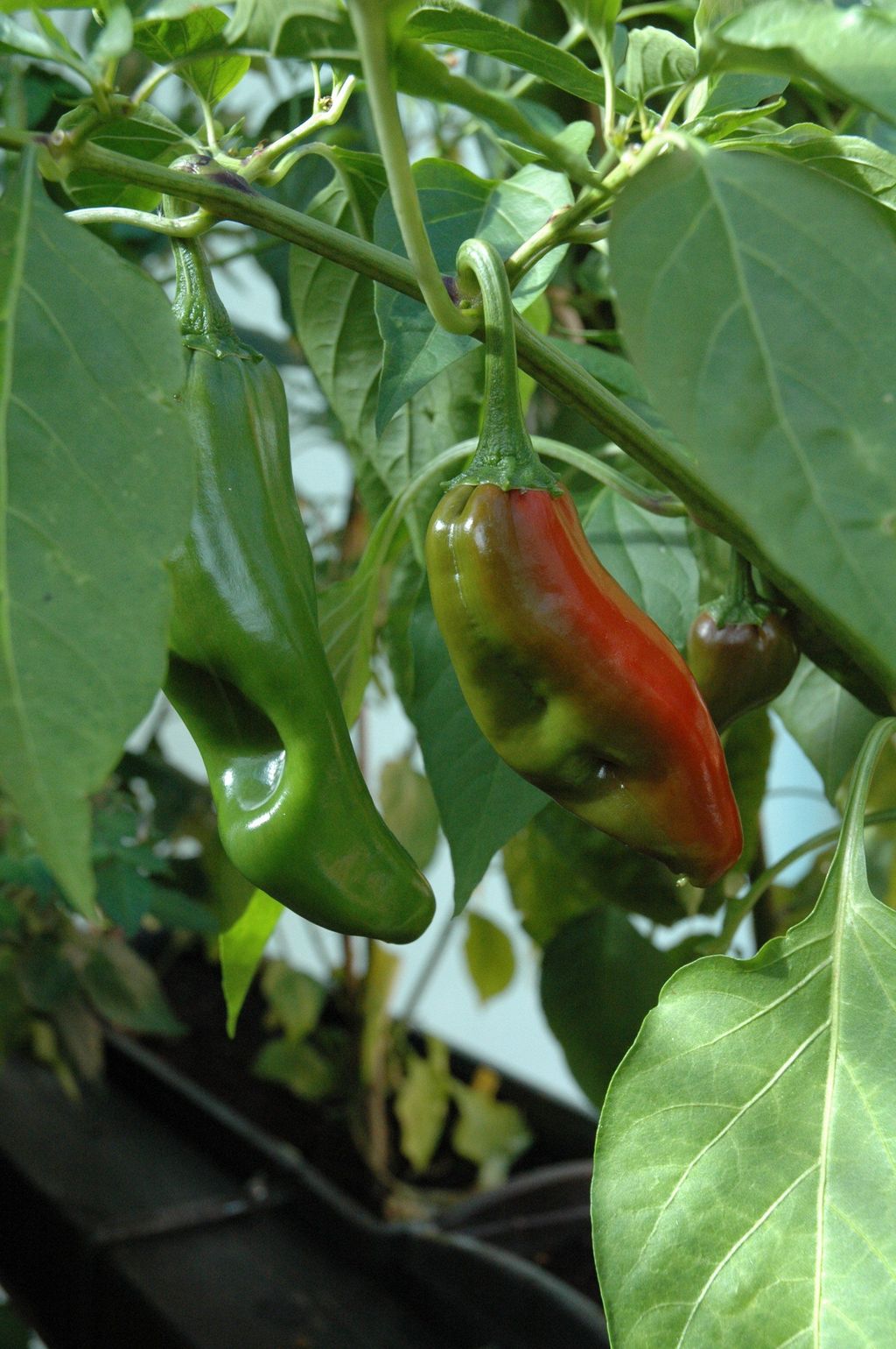 Select New Mexico Hot Green Chile Peppers