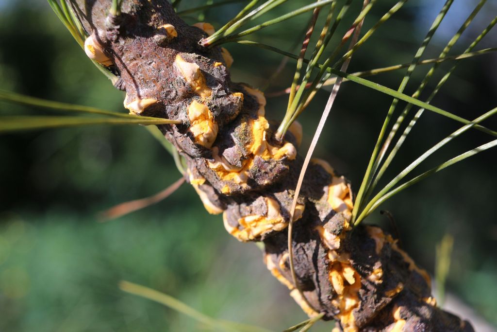 white pine blister rust