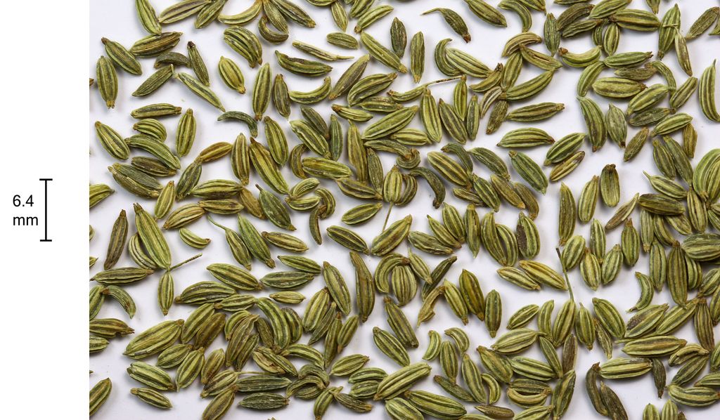 fennel seeds