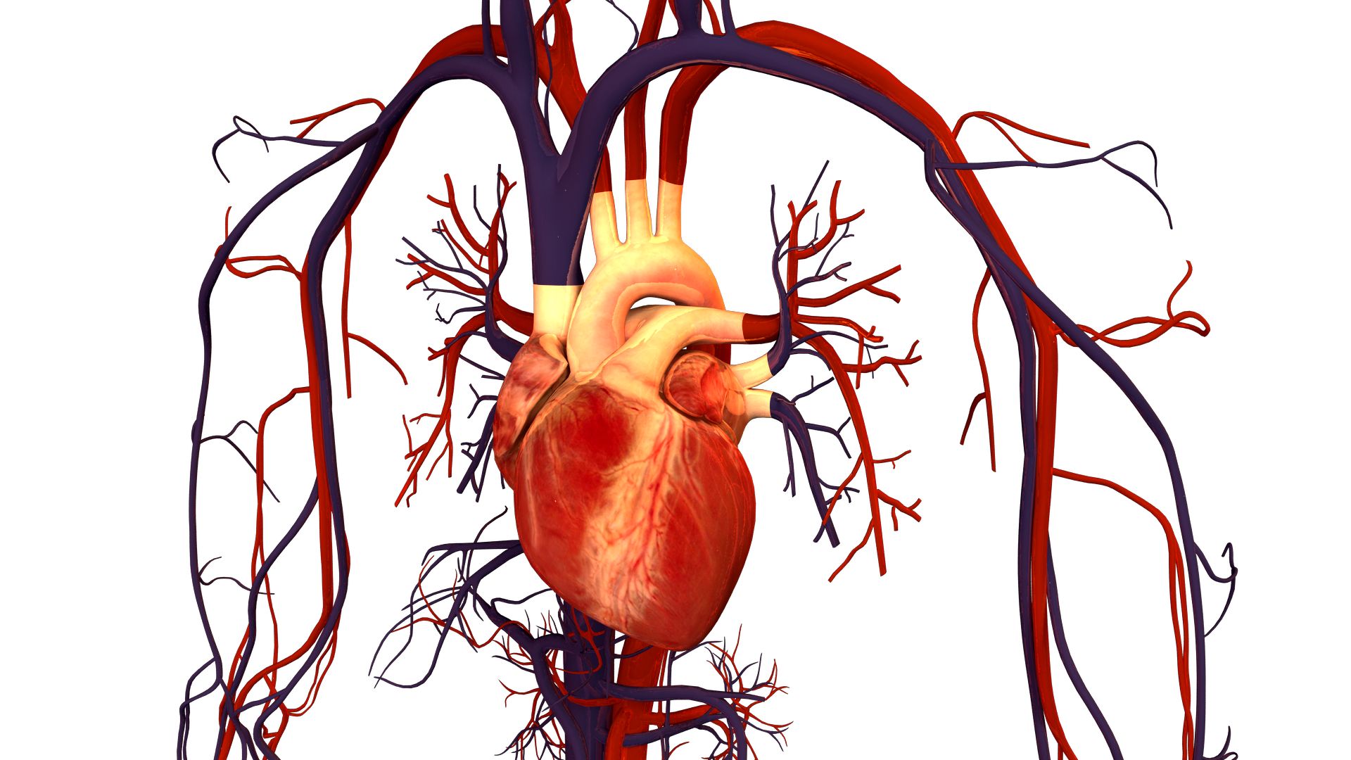 A Heart Surgeon and Survivor’s Vital Warning: 10 Heart Symptoms You Must Never Ignore