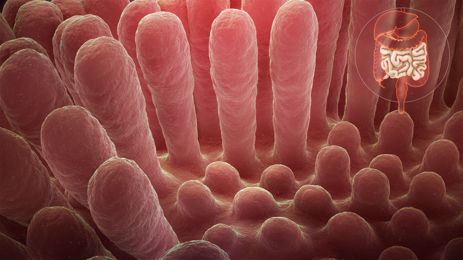 small intestine villi