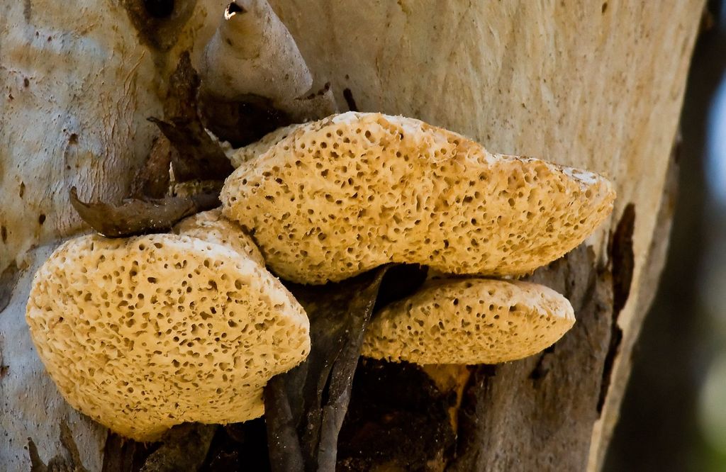 Edible Fungi: Unique Contributions to Vitality