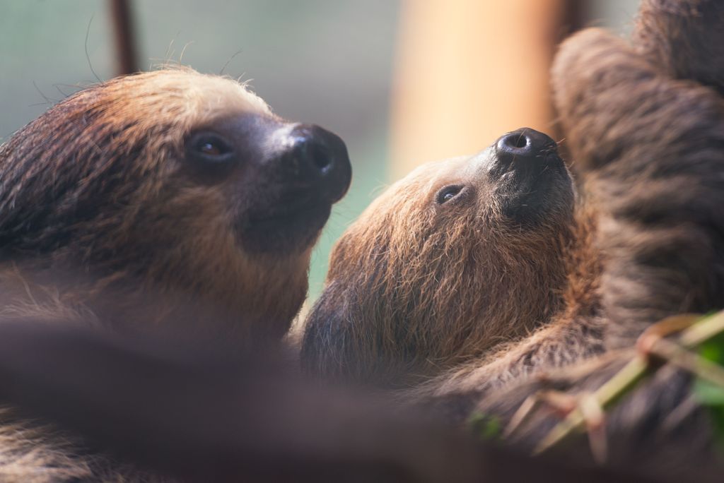 In Mother's Arms (Sloth)