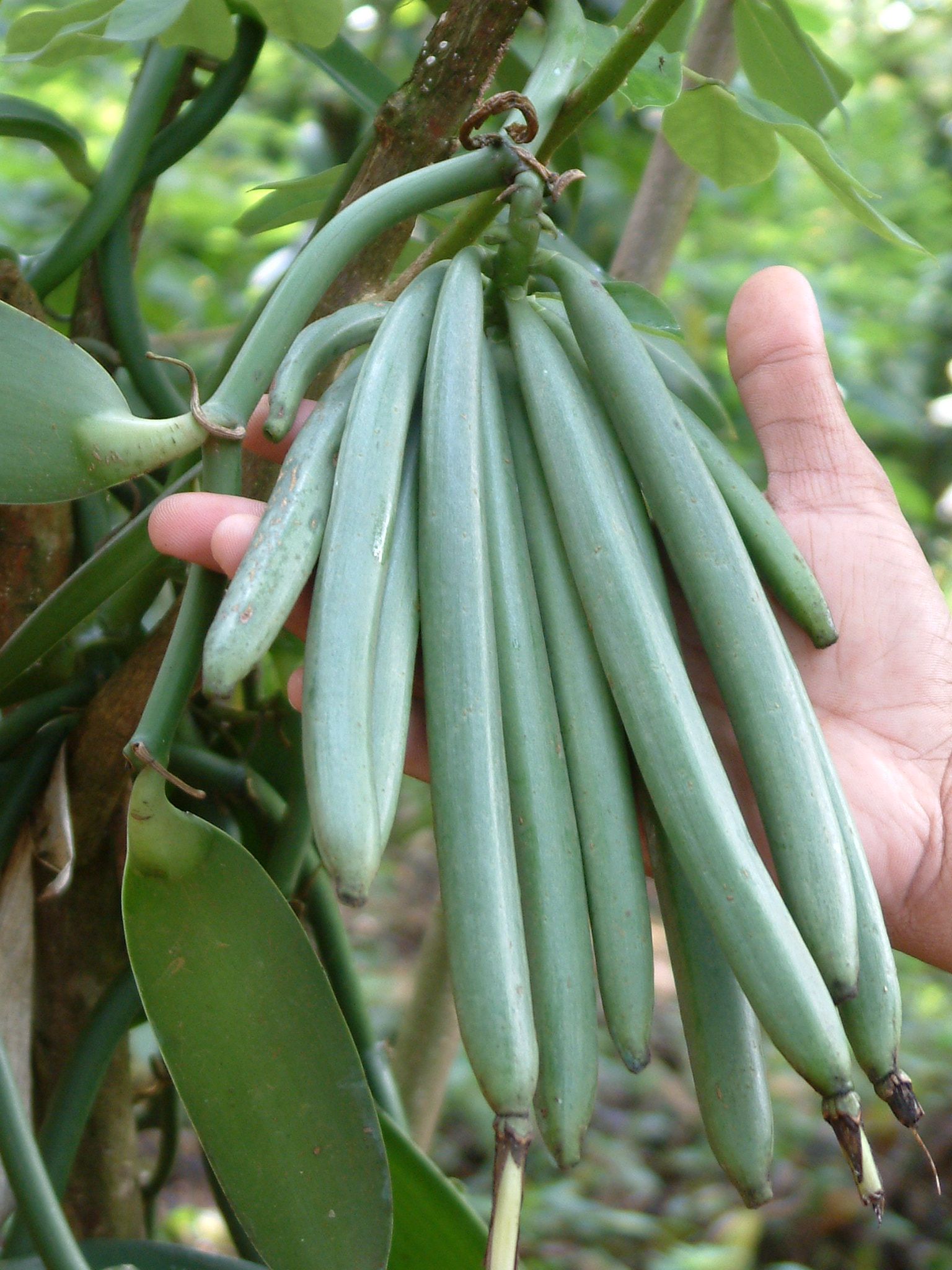 vanilla beans