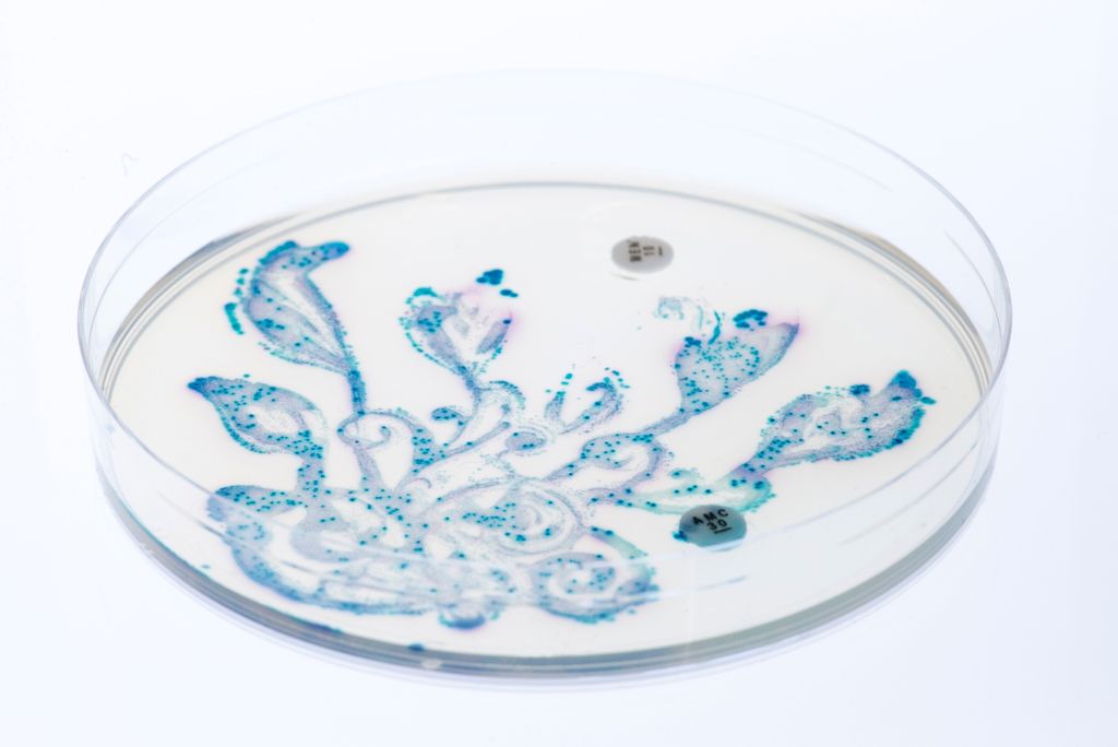 good gut bacteria