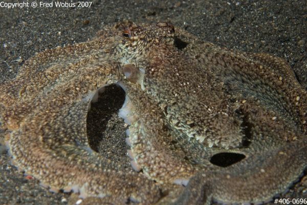 Hitchhiker (Argonaut Octopus)