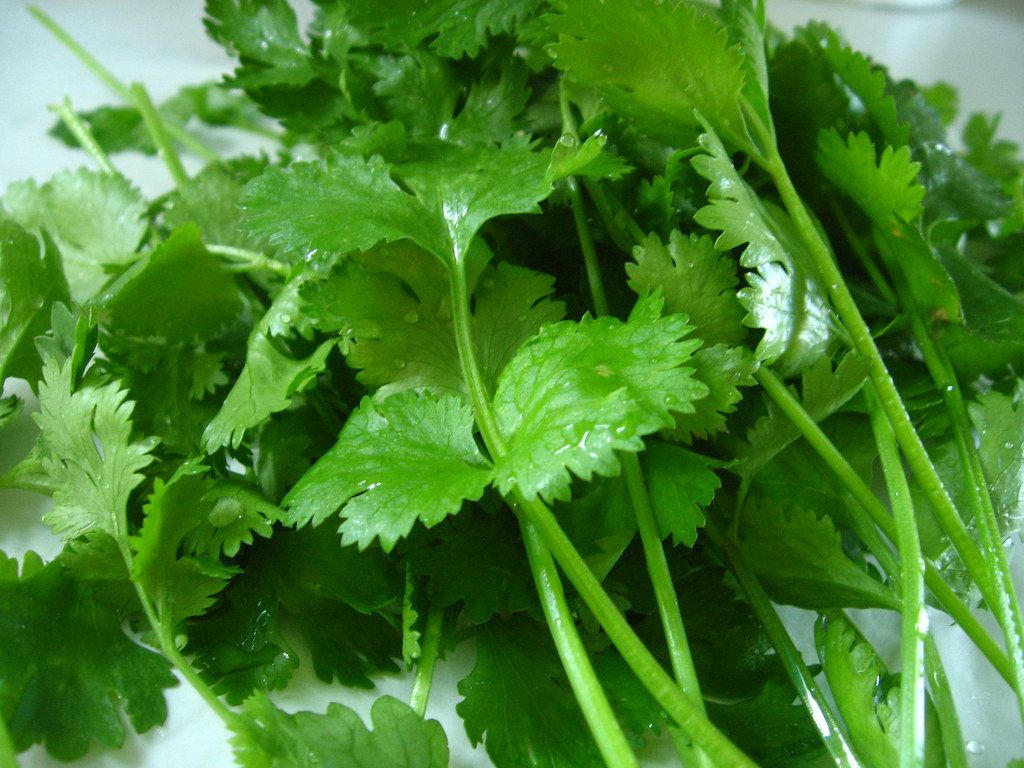 fresh cilantro