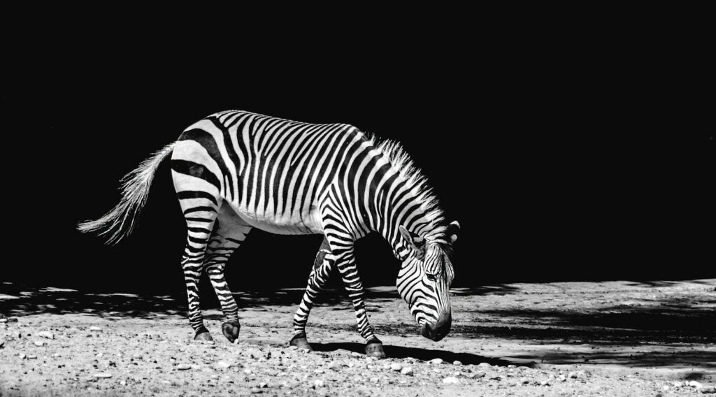 Amidst the Herd, Alone: The Sad Plight of a Lost Baby Zebra in Serengeti
