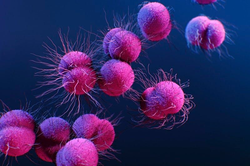 good bacteria